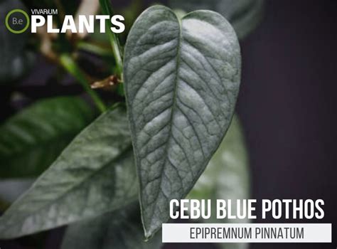 pinaytum|How to Grow and Care for Cebu Blue Pothos .